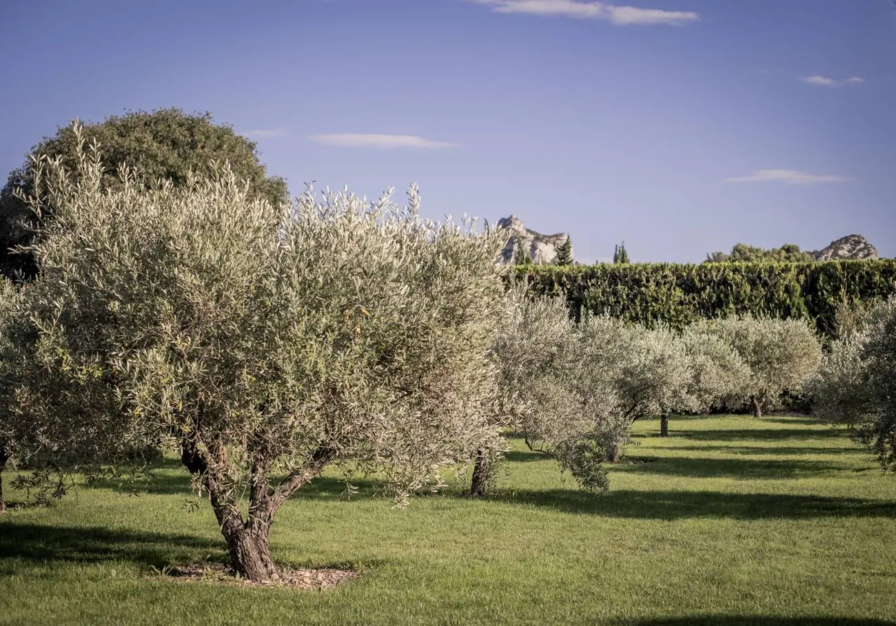 Olive grove facing the Alpilles in Saint-Rémy-de-Provence